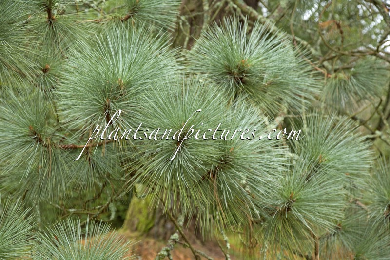 Pinus montezumae