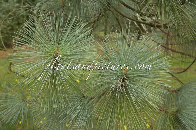 Pinus montezumae