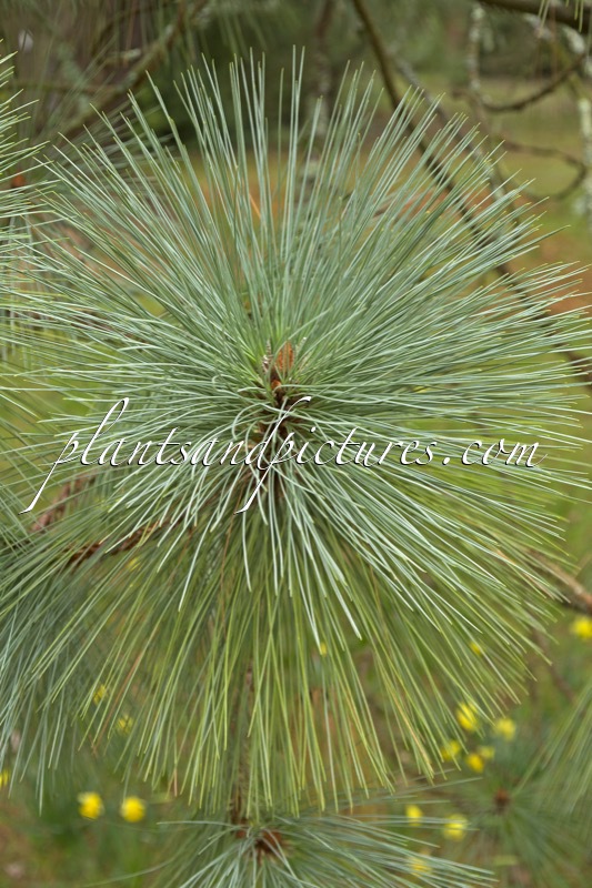Pinus montezumae