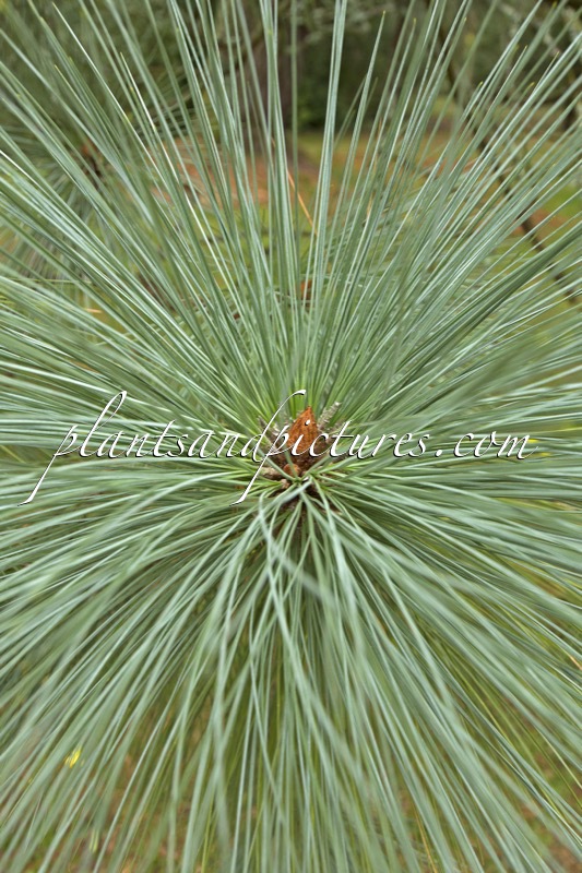 Pinus montezumae