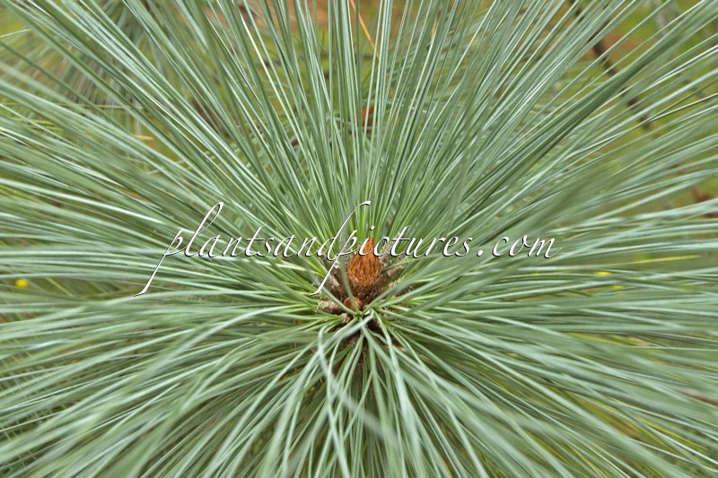 Pinus montezumae