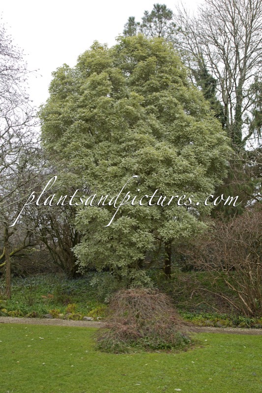 Pittosporum eugenioides ‘Variegatum’