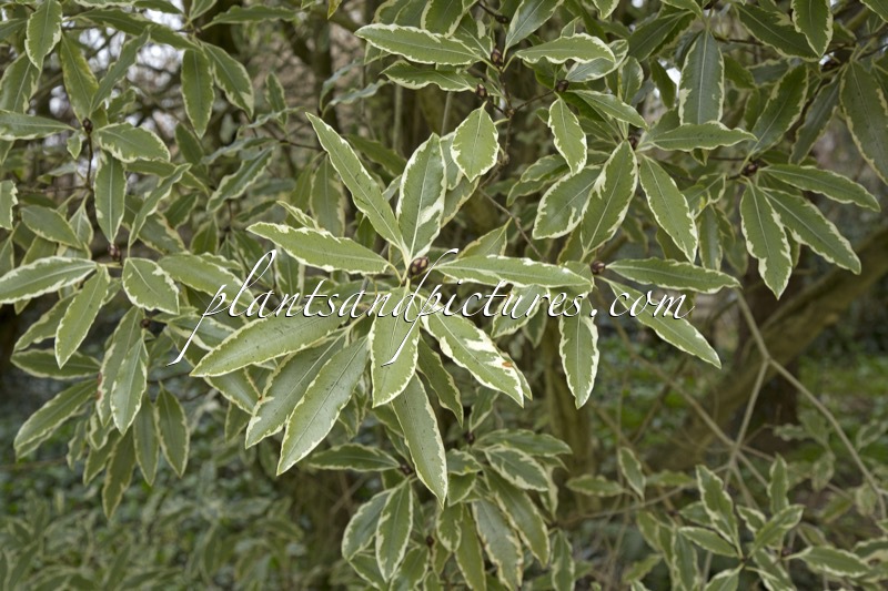 Pittosporum eugenioides ‘Variegatum’