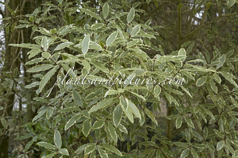 Pittosporum eugenioides ‘Variegatum’