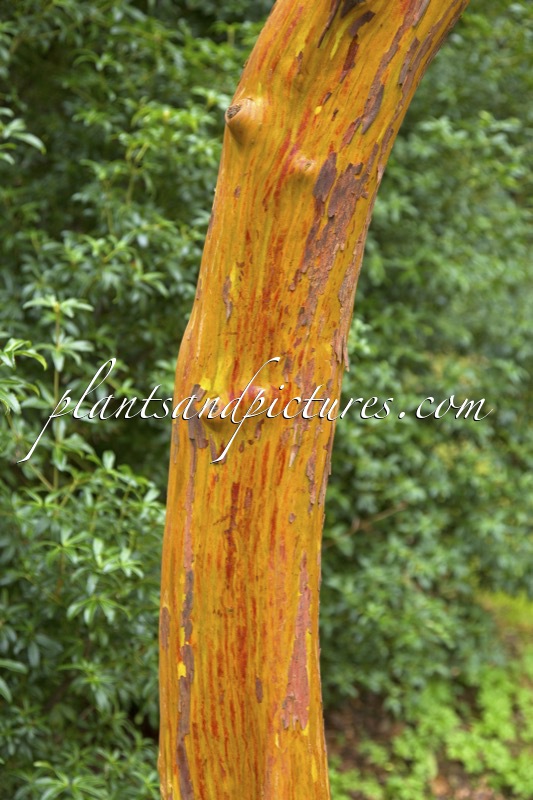 Arbutus andrachnoides