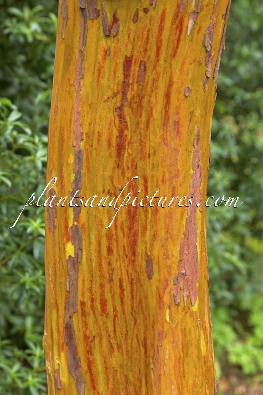 Arbutus andrachnoides