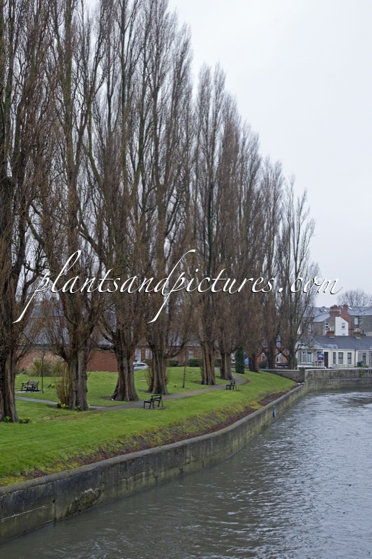 Populus nigra ‘Italica’