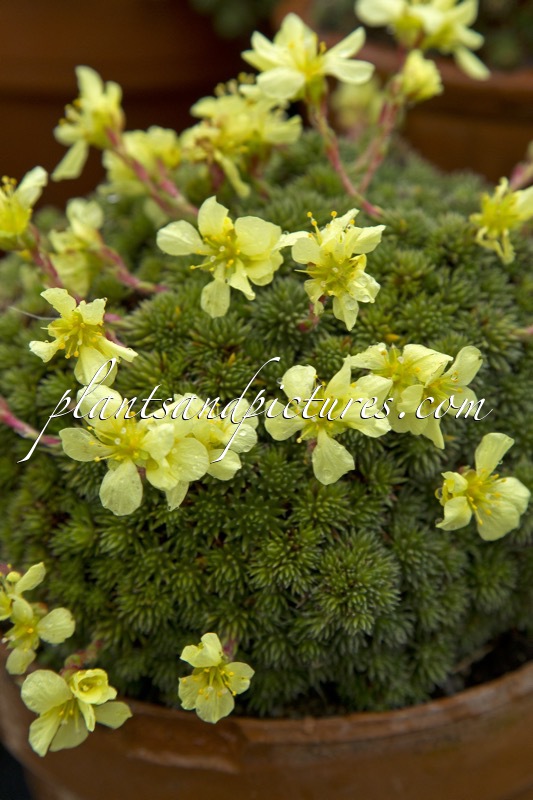 Saxifraga rosacea