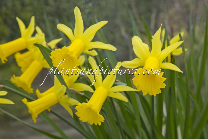 Narcissus ‘Peeping Tom’
