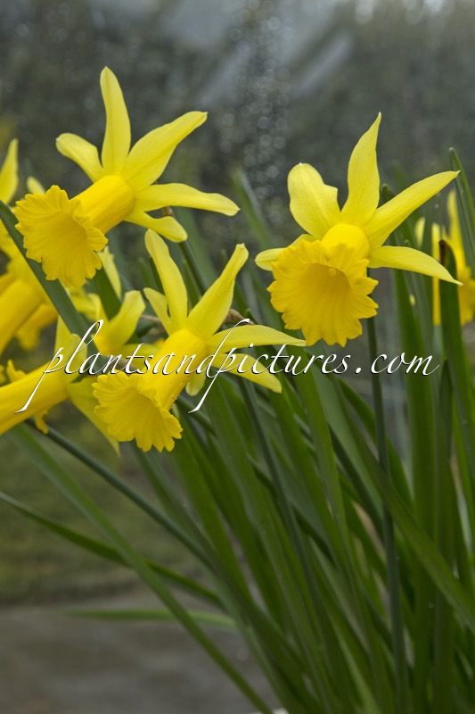 Narcissus ‘Peeping Tom’