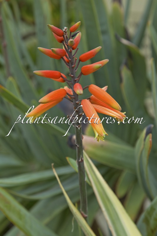 Aloe plicatilis