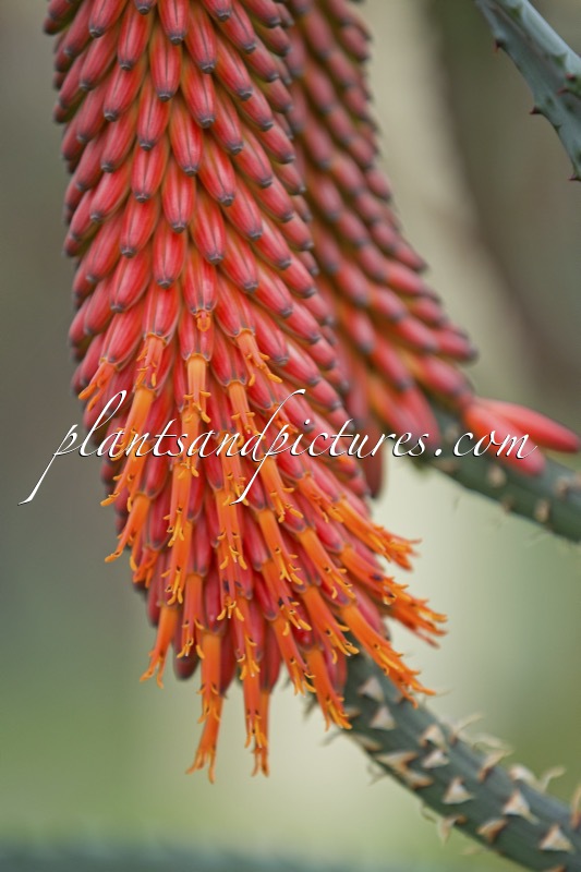 Aloe ferox