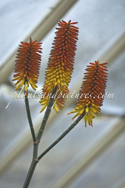 Aloe ferox