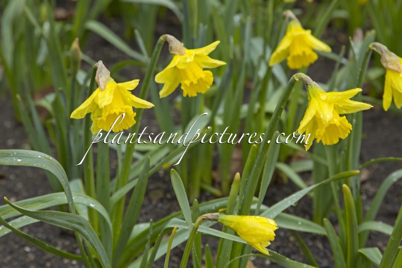 Narcissus ‘King Alfred’
