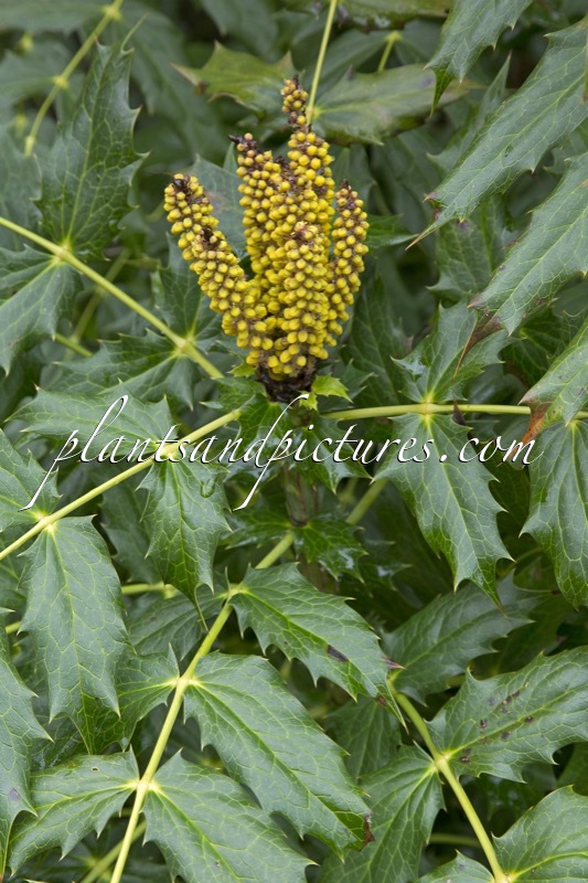 Mahonia napaulensis