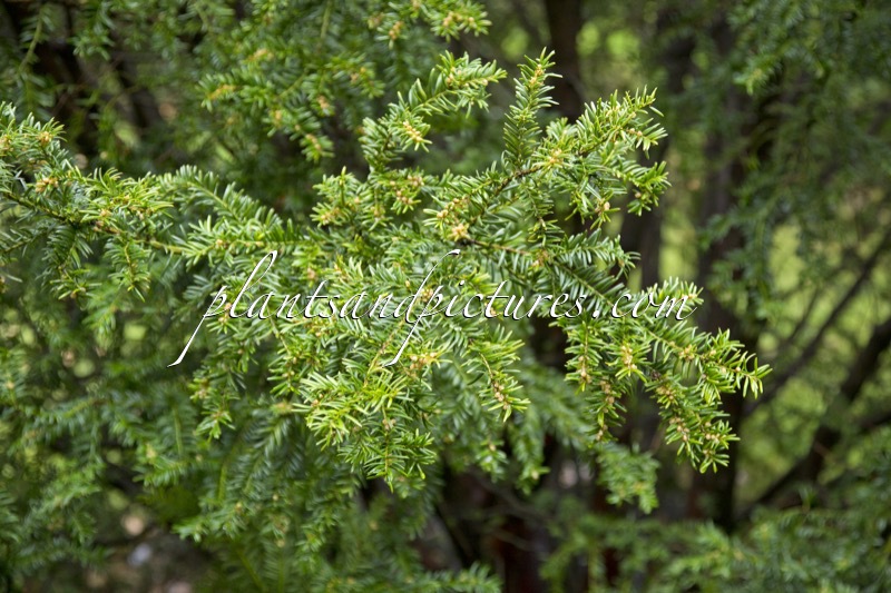 Taxus baccata