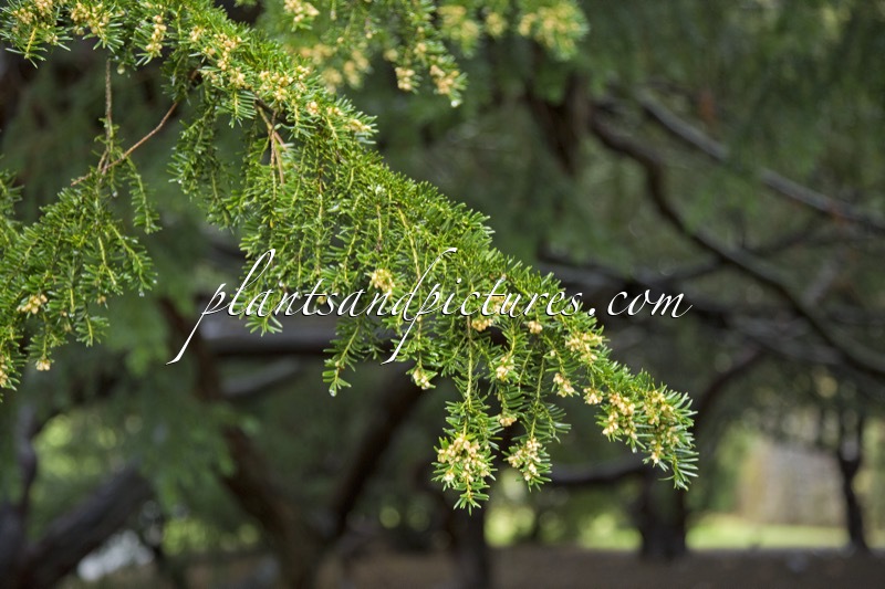 Taxus media ‘Densiformis’
