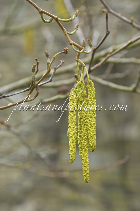 Alnus cordata
