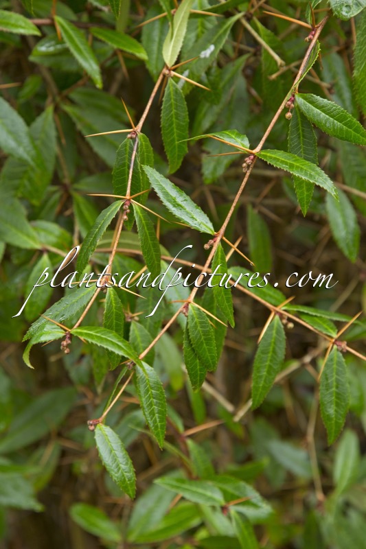 Berberis sargentiana