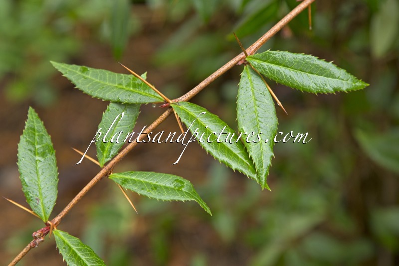 Berberis sargentiana