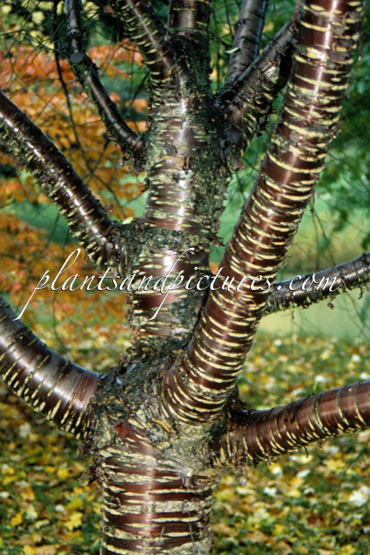 Prunus serrula var. tibetica