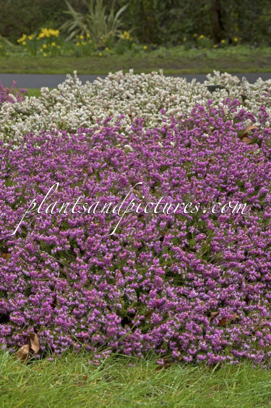 Erica carnea ‘Springwood Pink’