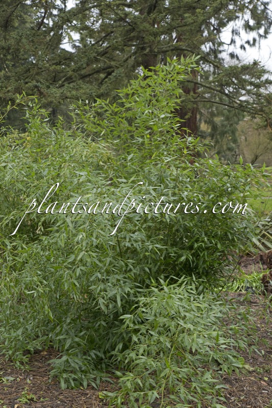 Thamnocalamus spathiflorus