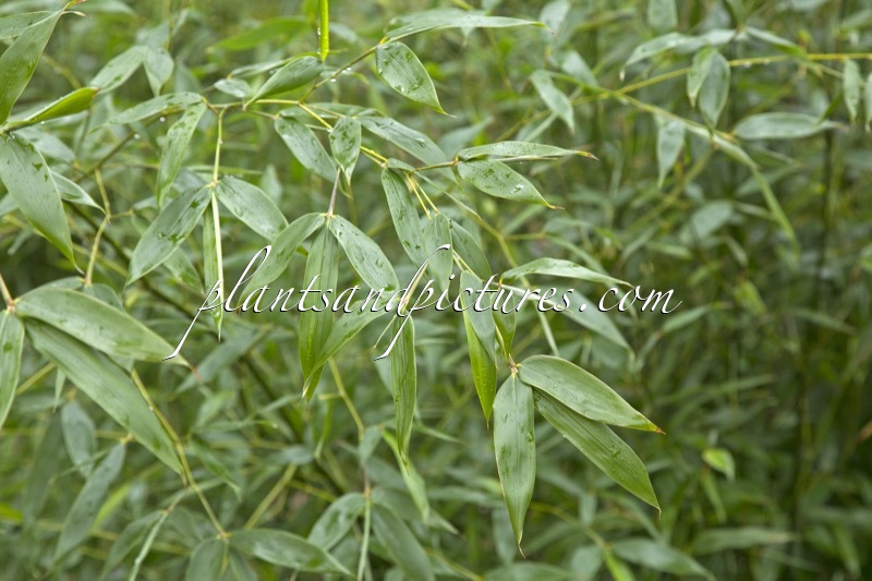 Thamnocalamus spathiflorus