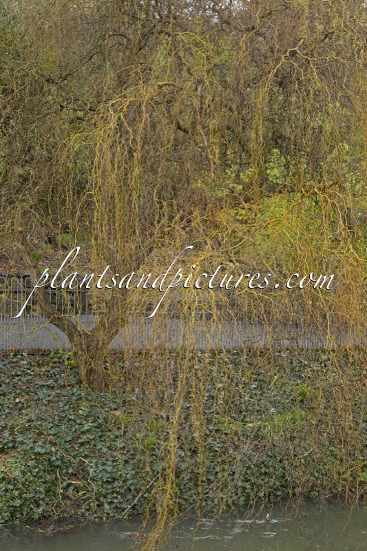 Salix babylonica ‘Tortuosa’