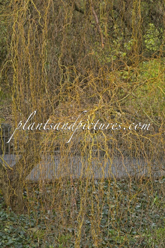 Salix babylonica ‘Tortuosa’