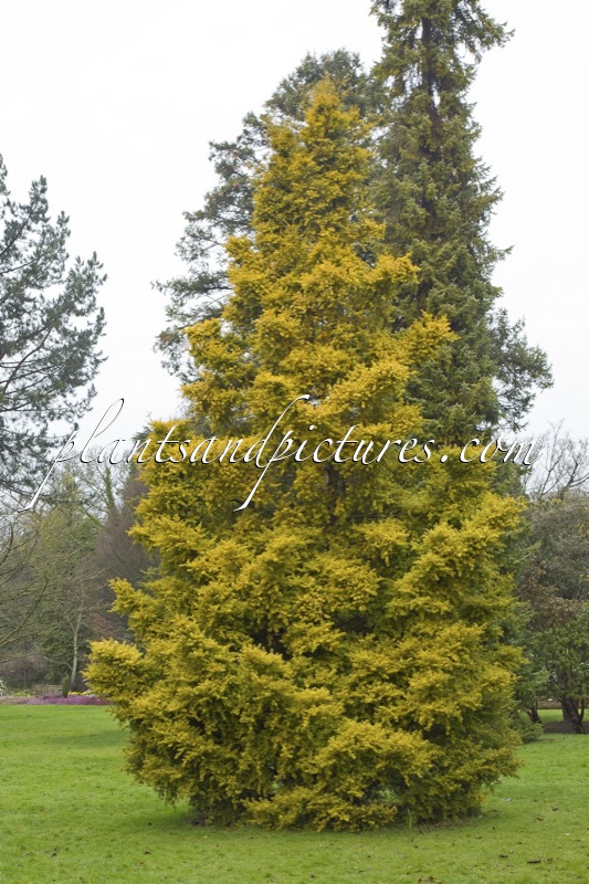 Podocarpus totara ‘Aureus’