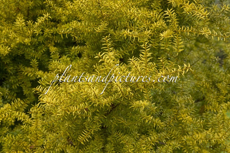 Podocarpus totara ‘Aureus’