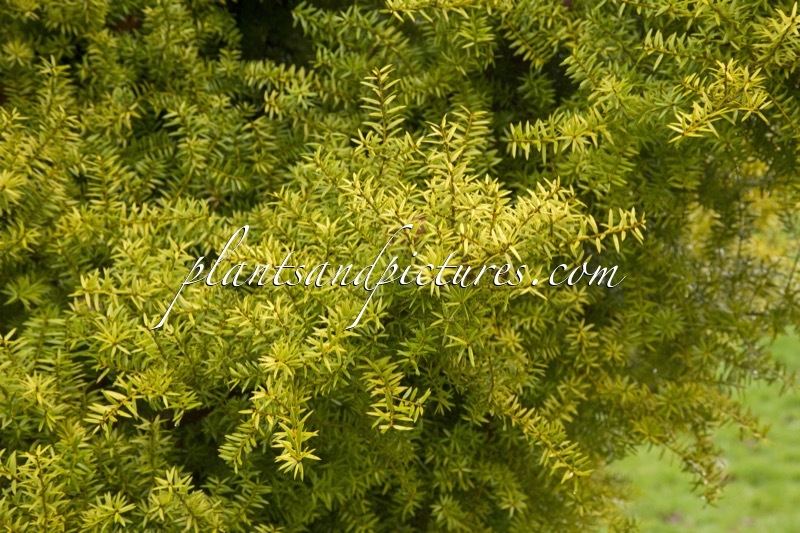 Podocarpus totara ‘Aureus’