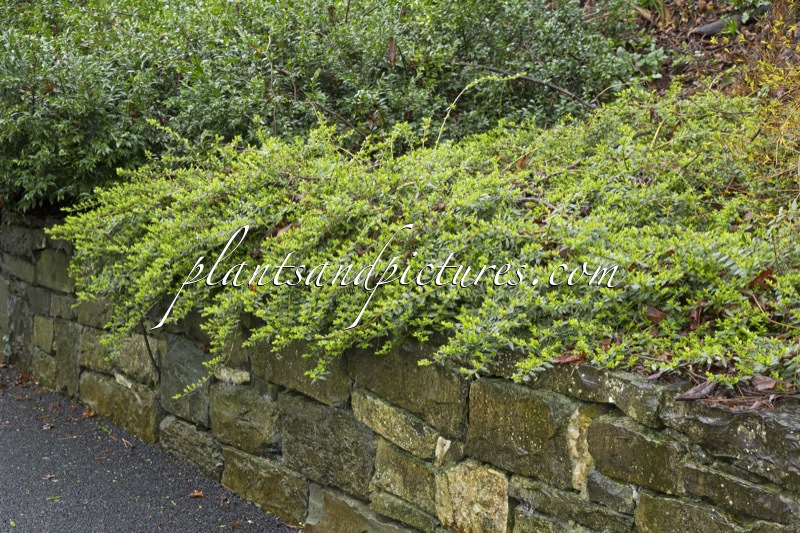 Lonicera pileata