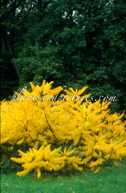 Rhus typhina ‘Dissecta’