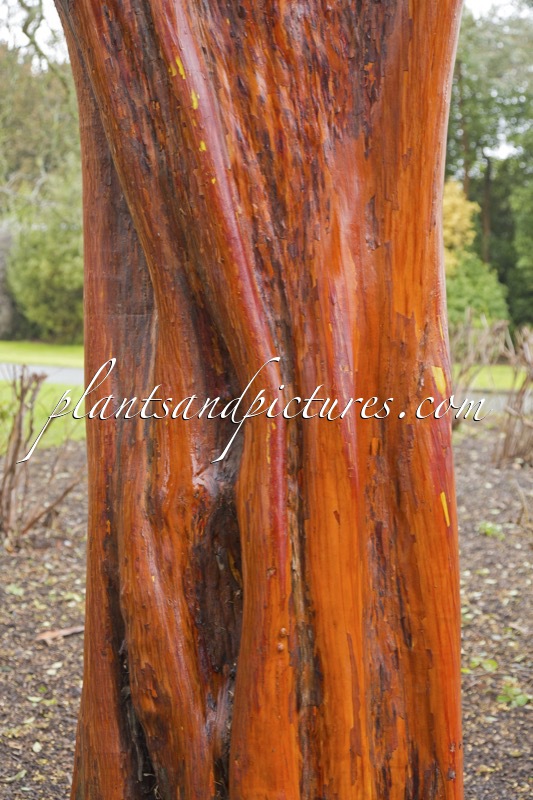 Arbutus andrachnoides