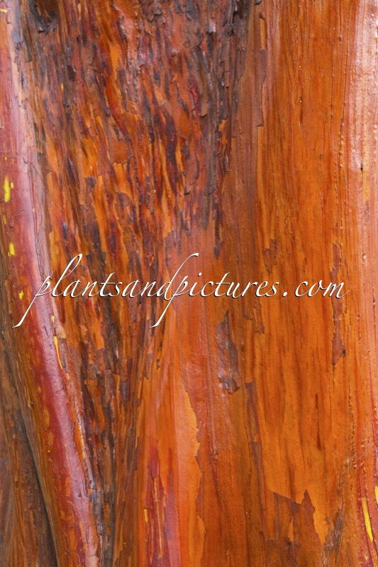 Arbutus andrachnoides
