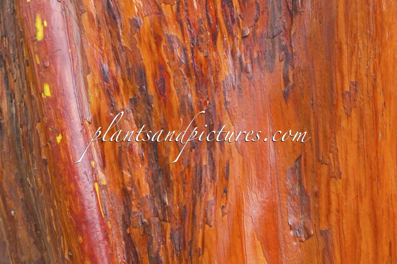 Arbutus andrachnoides