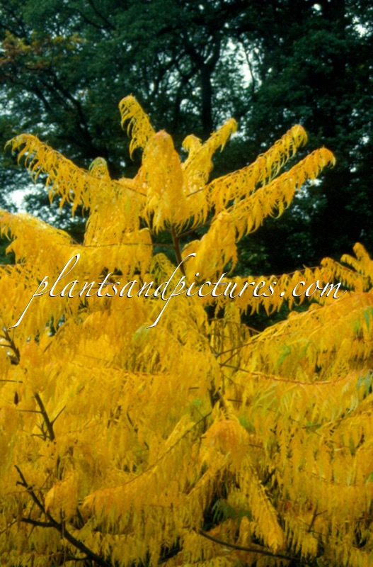 Rhus typhina ‘Dissecta’