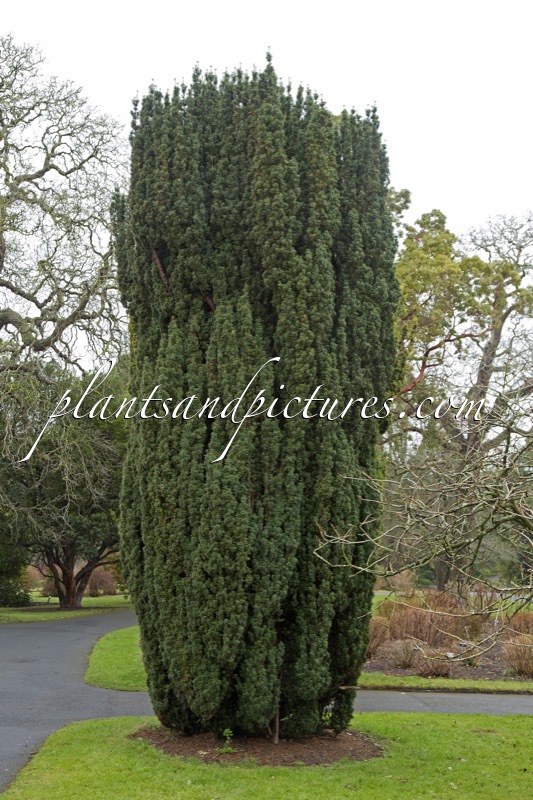 Taxus baccata ‘Fastigiata’
