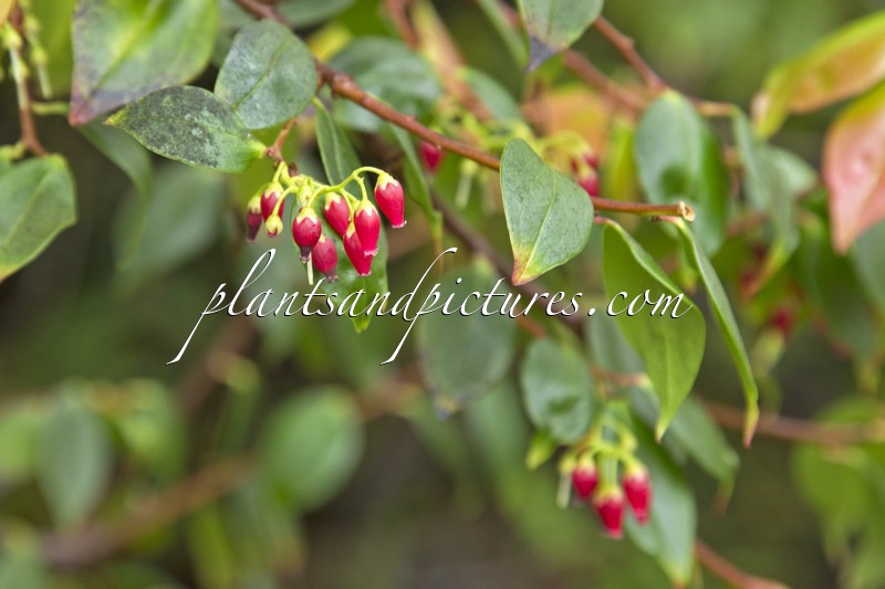 Vaccinium striicaule