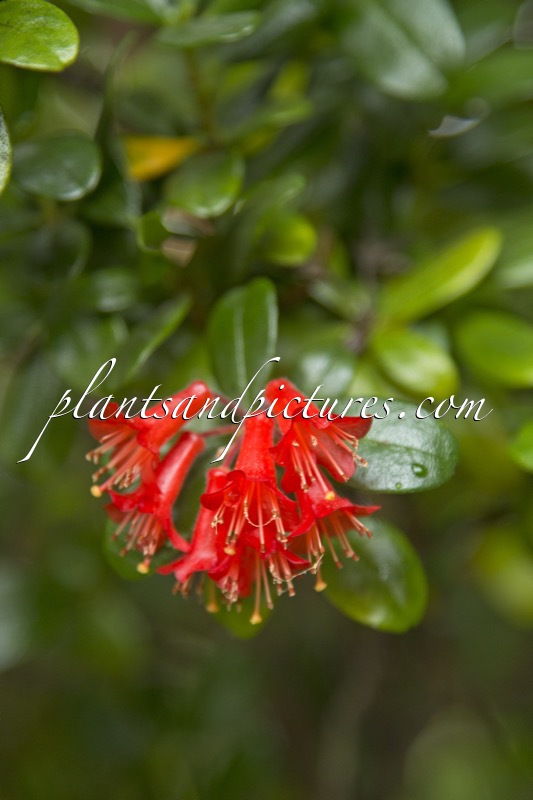 Rhododendron retusum