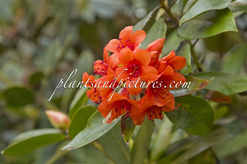 Rhododendron rarilepidotum