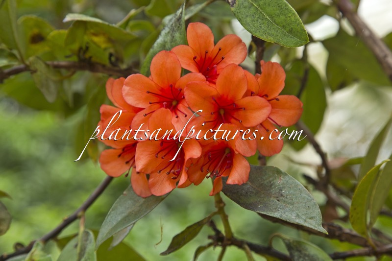 Rhododendron rarilepidotum