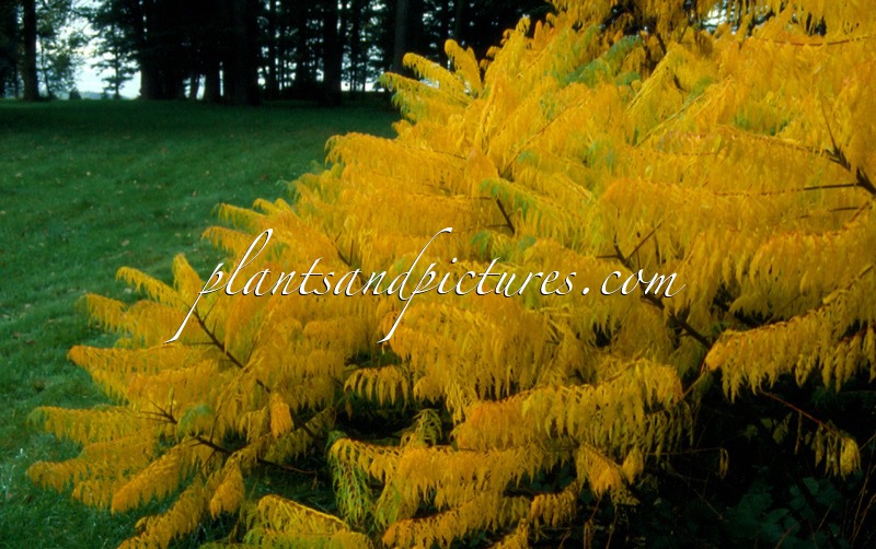 Rhus typhina ‘Dissecta’