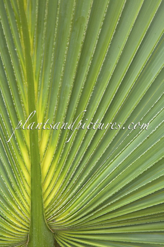Sabal bermudana