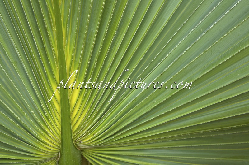 Sabal bermudana