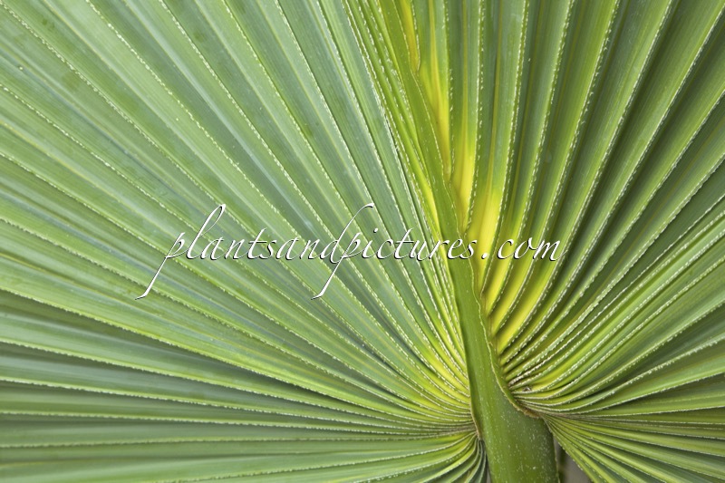 Sabal bermudana