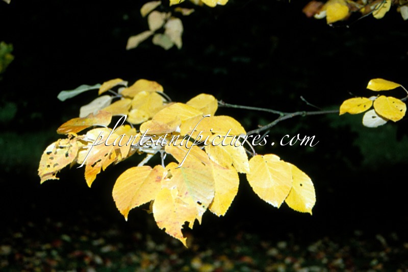 Malus tschonoskii