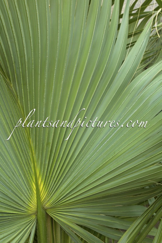 Sabal bermudana